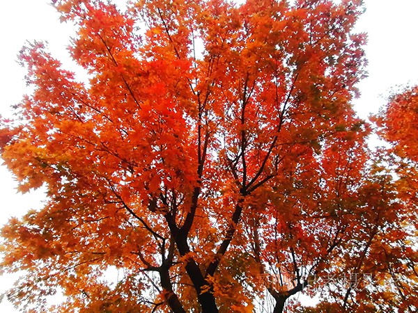 紅楓染天 黃金鋪地——身邊深秋美景