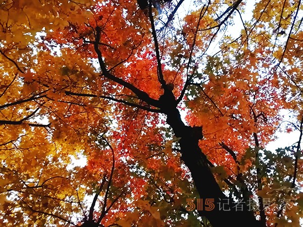 紅楓染天 黃金鋪地——身邊深秋美景