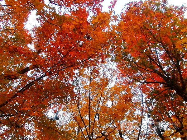 紅楓染天 黃金鋪地——身邊深秋美景