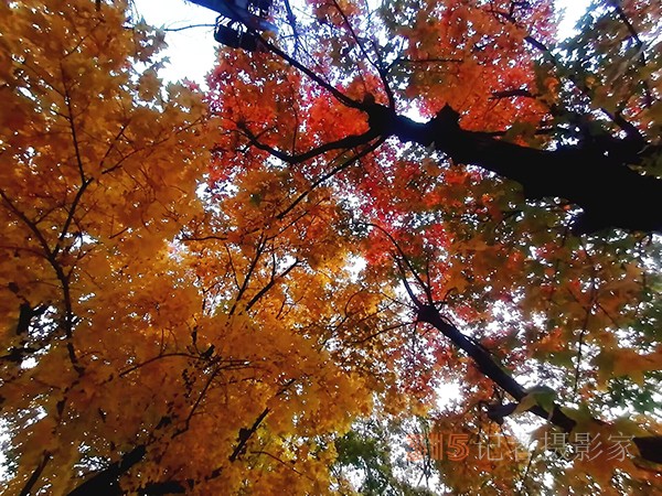 紅楓染天 黃金鋪地——身邊深秋美景