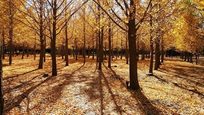 紅楓染天  黃金鋪地——身邊深秋美景