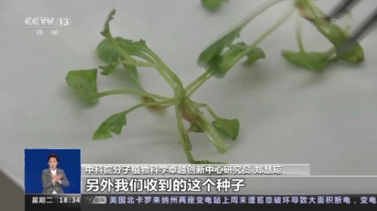 神十四乘組帶回植物種子 “太空植物”生長有何奧秘？