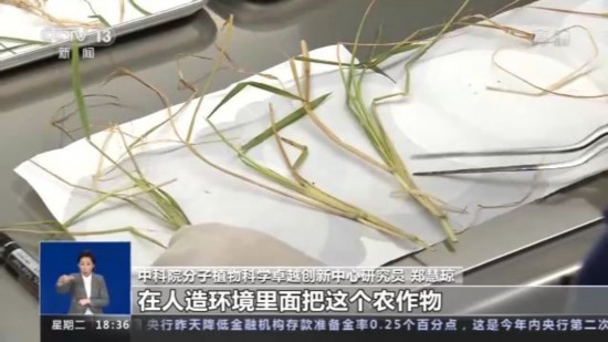 神十四乘組帶回植物種子 “太空植物”生長有何奧秘？