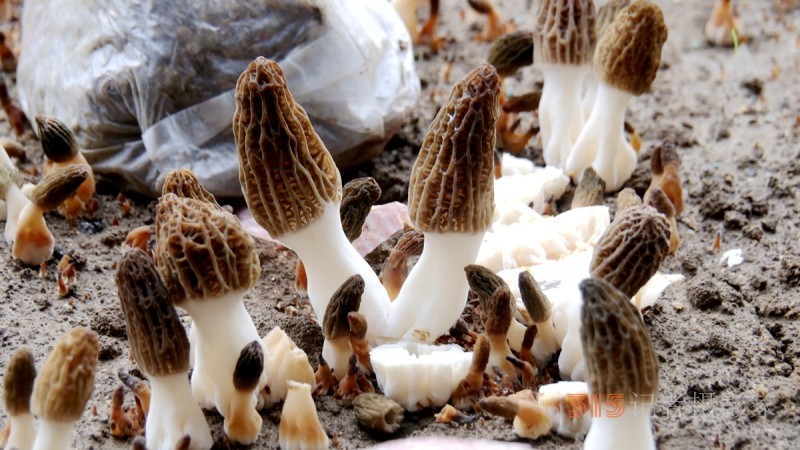 商企匯：青縣羊肚菌種出財富路