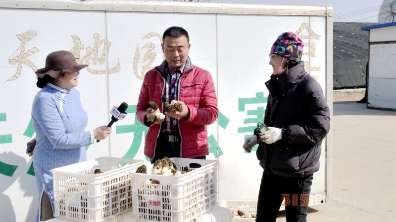 商企匯：青縣羊肚菌種出財富路