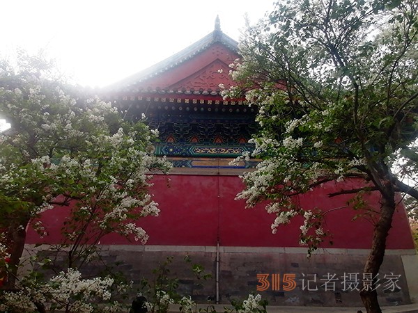 花開法源寺——李月手機(jī)拍圖