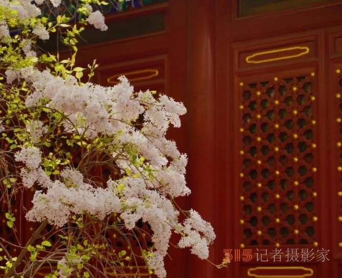 丁香詩會(huì)雅集·癸卯卷