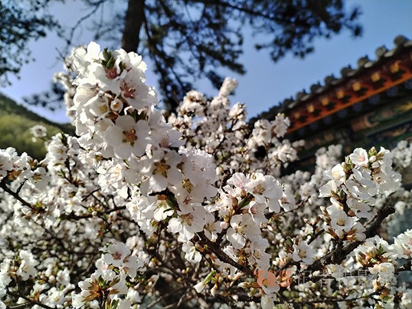 五臺山春色