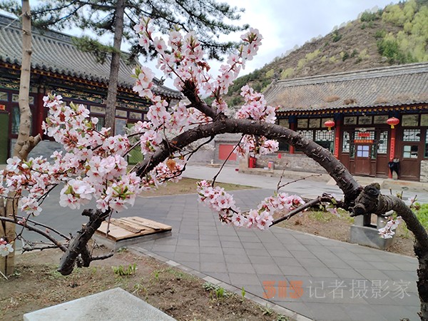 五臺山春色