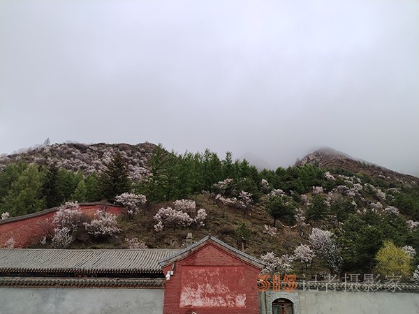 五臺山春色