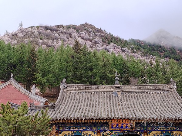 五臺山春色