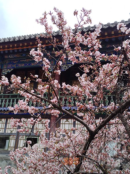 五臺山春色