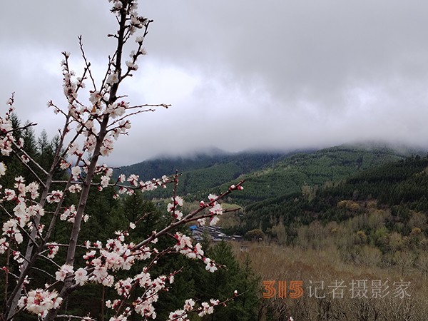 五臺山春色