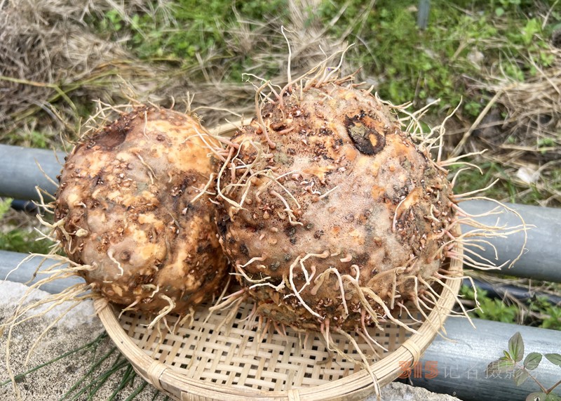 云南省麻栗坡縣：小魔芋，撐起致富大產(chǎn)業(yè)