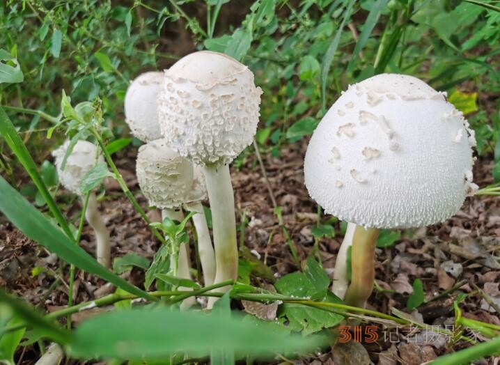 周家鴻手機(jī)拍圖——野蘑菇和雨中紫薇花