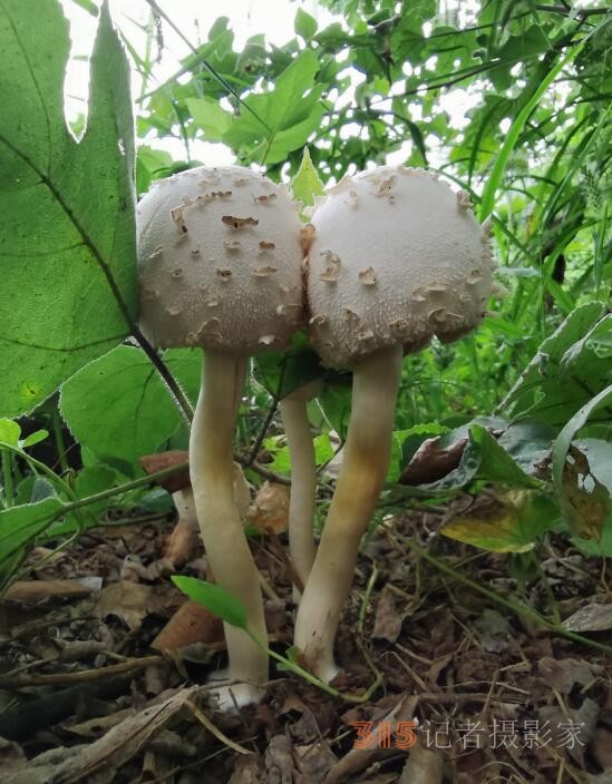 周家鴻手機(jī)拍圖——野蘑菇和雨中紫薇花