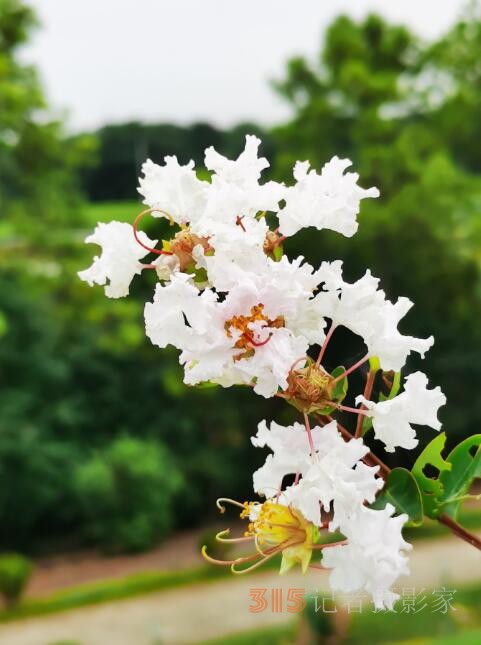 周家鴻手機(jī)拍圖——野蘑菇和雨中紫薇花