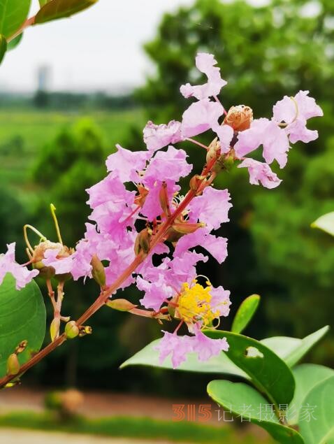周家鴻手機(jī)拍圖——野蘑菇和雨中紫薇花