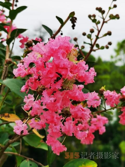 周家鴻手機(jī)拍圖——野蘑菇和雨中紫薇花