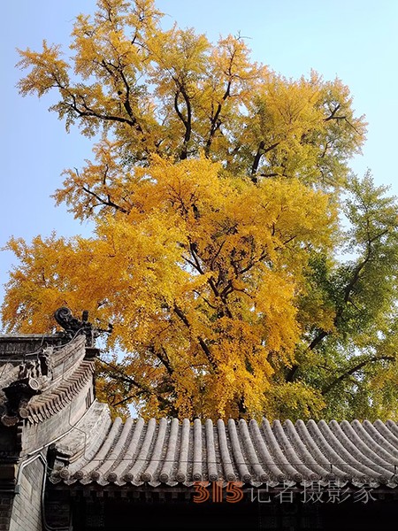 李月手機拍圖——京城彩秋記憶