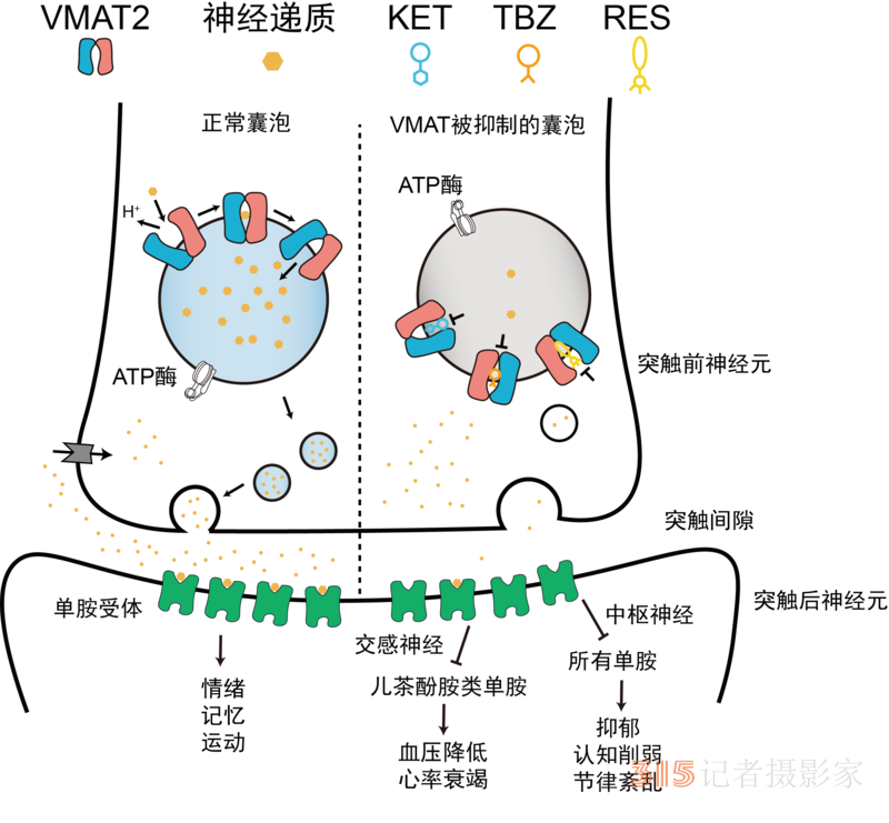 科學(xué)家揭秘大腦如何運(yùn)輸“快樂荷爾蒙”