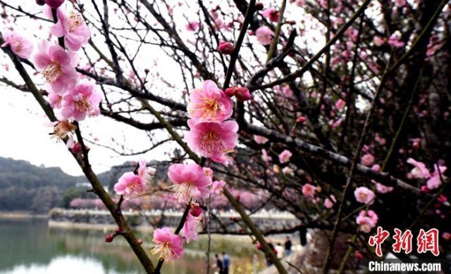 福州千年古剎林陽(yáng)寺梅花綻放