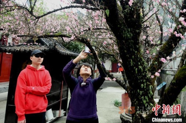 福州千年古剎林陽(yáng)寺梅花綻放