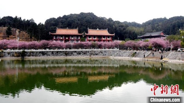 福州千年古剎林陽(yáng)寺梅花綻放