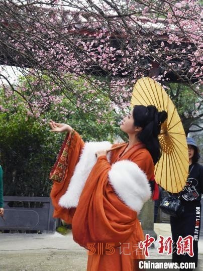 福州千年古剎林陽(yáng)寺梅花綻放