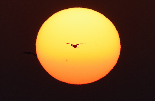  朝氣蓬勃的“太陽鳥”
