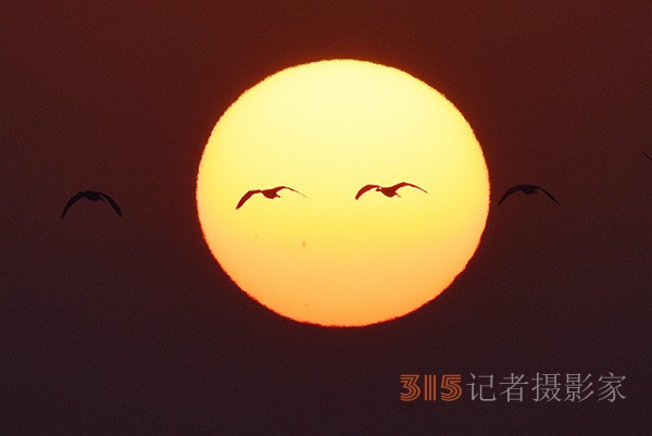  朝氣蓬勃的“太陽鳥”