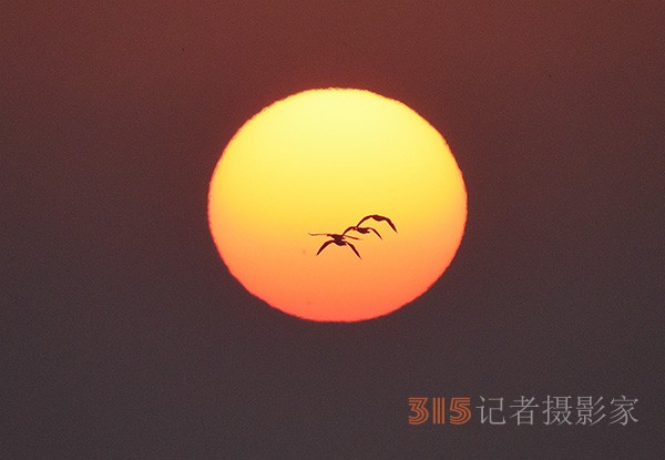  朝氣蓬勃的“太陽鳥”
