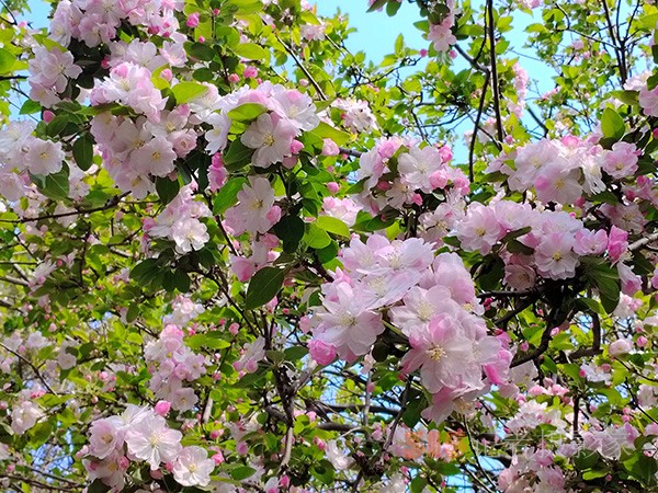 又到賞花季——法源寺