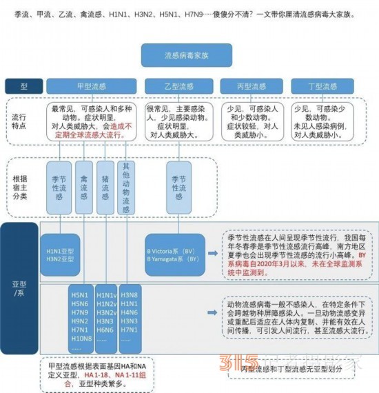 甲流、乙流、禽流感……都是流感，有什么不同？
