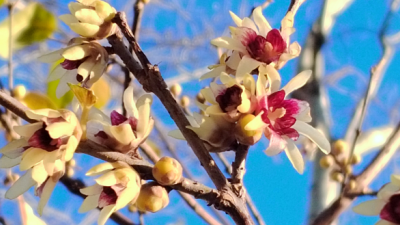 李月手機(jī)拍圖——豐臺(tái)花園臘梅開(kāi)
