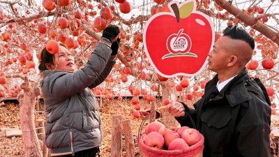 阿克蘇紅旗坡秘境蘋果園： 蘋果豐收啦！ 西域佳果枝頭迎霜