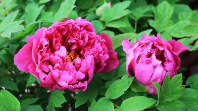春花如何在冬天綻放？