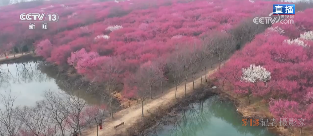 第一波春花已上線 一起沉浸式感受這份春日限定浪漫