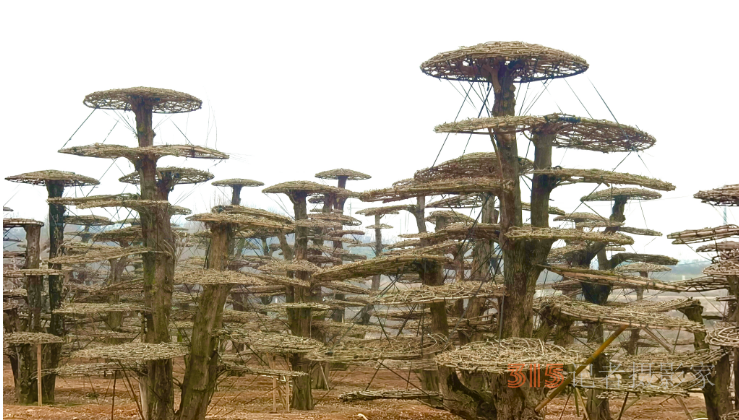 對節(jié)白蠟產(chǎn)業(yè)旺，村民春季養(yǎng)護(hù)忙