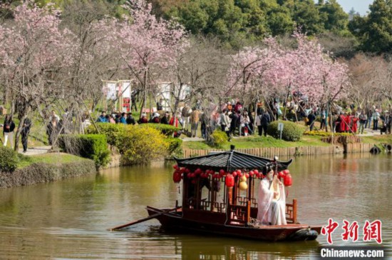 湖北迎櫻花季 “入境賞花”客盈門