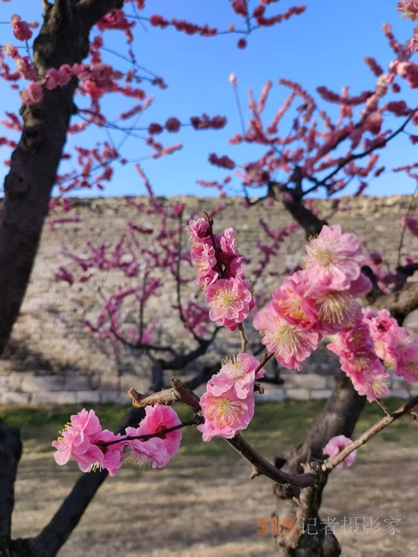 春分時(shí)節(jié)明城墻樂游賞梅