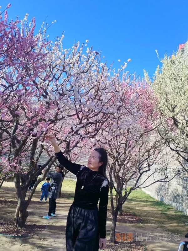 春分時(shí)節(jié)明城墻樂游賞梅