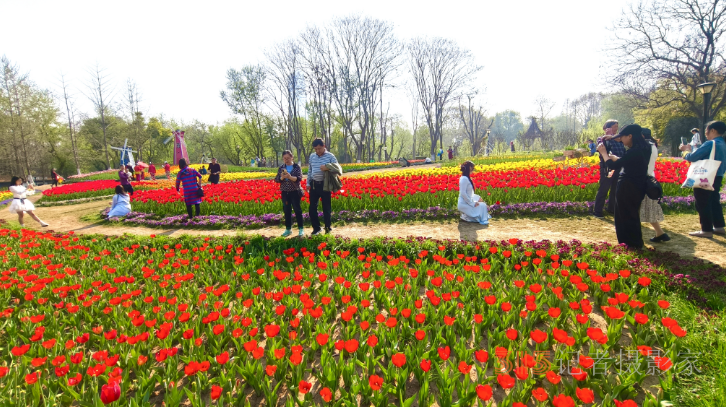 春日花海醉游人！武漢解放公園8.5萬株郁金香綻放成畫