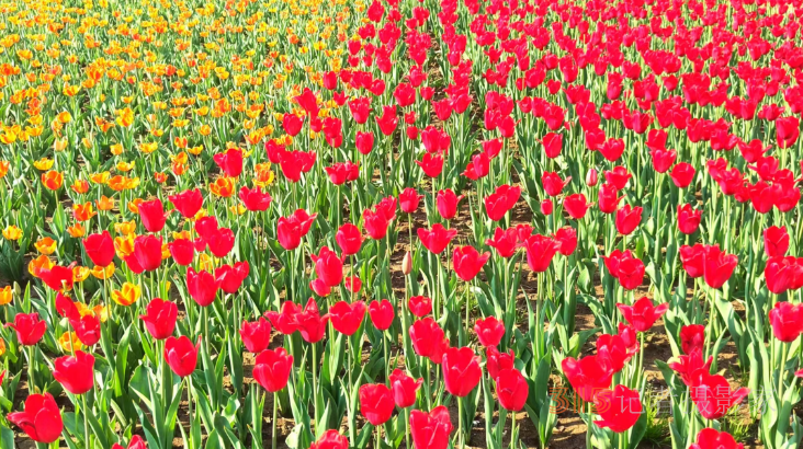 春日花海醉游人！武漢解放公園8.5萬株郁金香綻放成畫