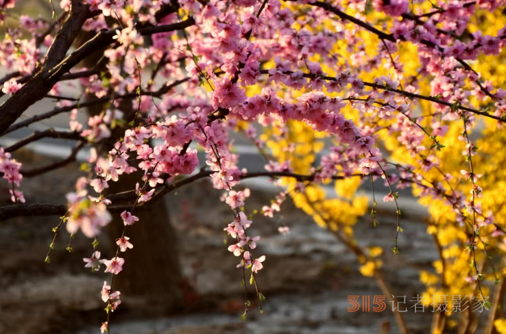 樂(lè)訂坊成功舉辦“花香上巳節(jié)，春騁老君堂”非遺漂漆體驗(yàn)賞花拍攝活動(dòng)