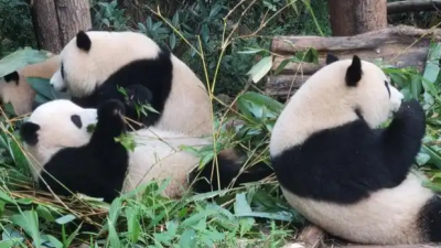 大熊貓是熊還是貓？